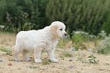 GOLDEN RETRIEVER 353
